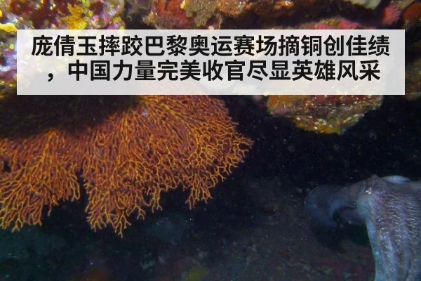 庞倩玉摔跤巴黎奥运赛场摘铜创佳绩，中国力量完美收官尽显英雄风采
